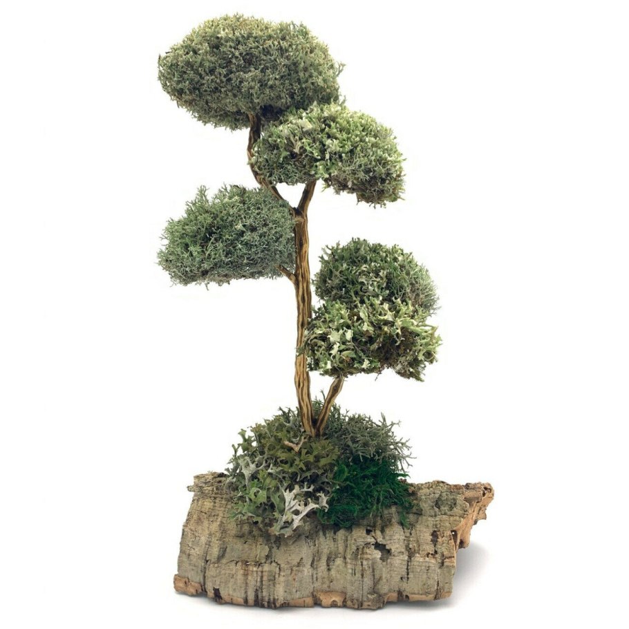 Райтия религиоза бонсай