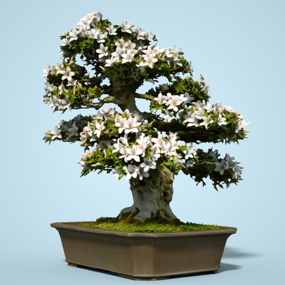 Грецкий орех бонсай