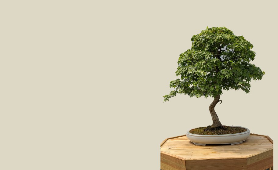 Бонсай из ясеня