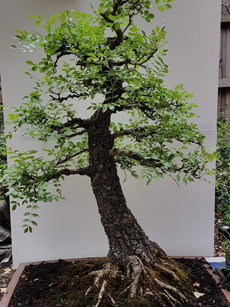 Карликовые яблони бонсай