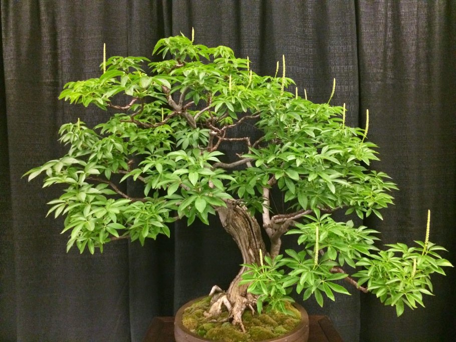 Бонсай каштан