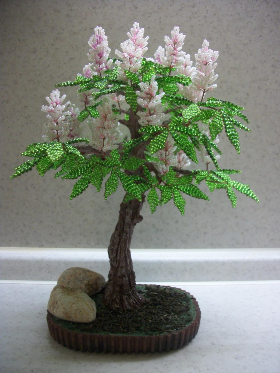 Бисерное дерево каштан