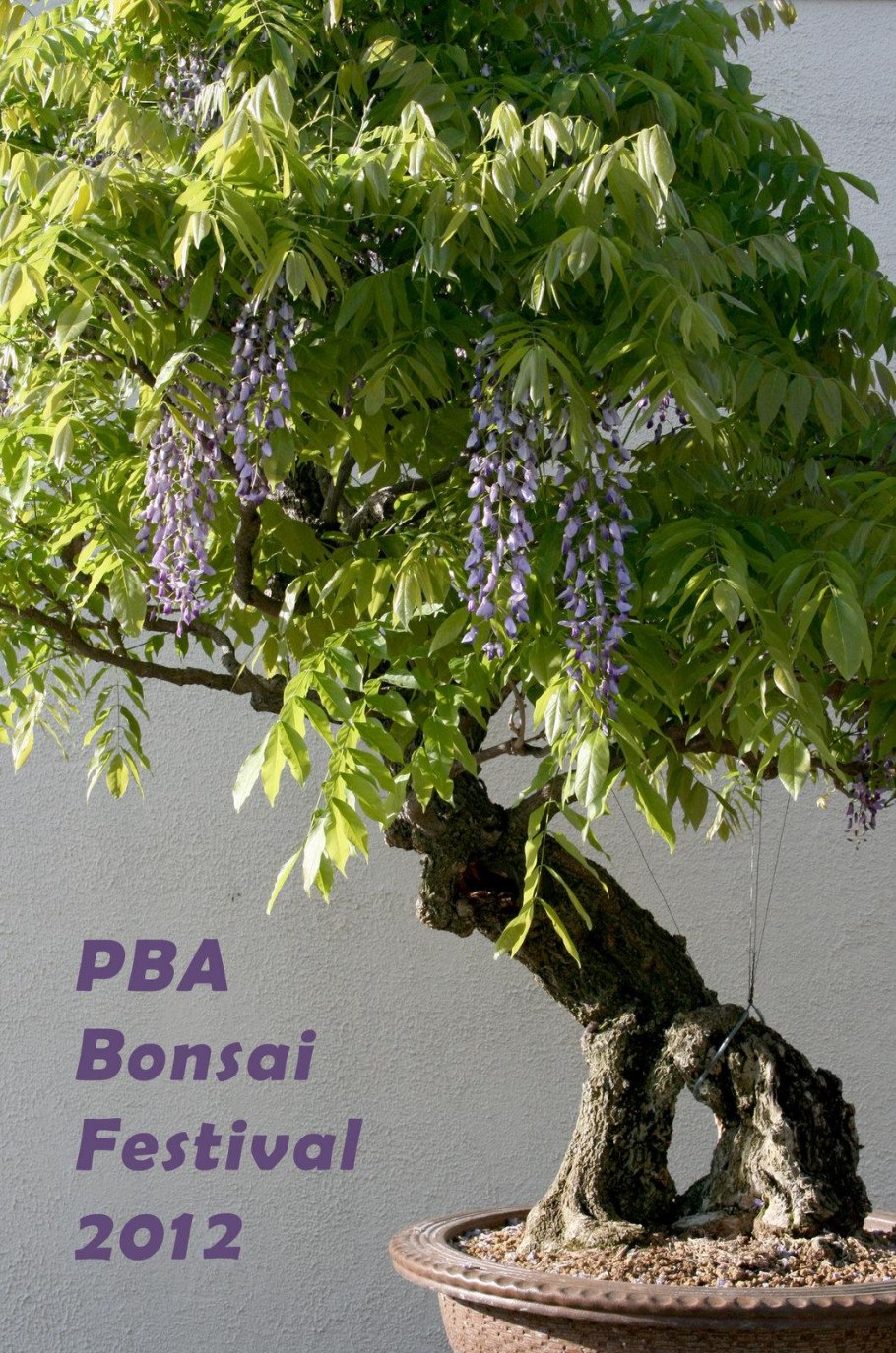 Бонсай орешник