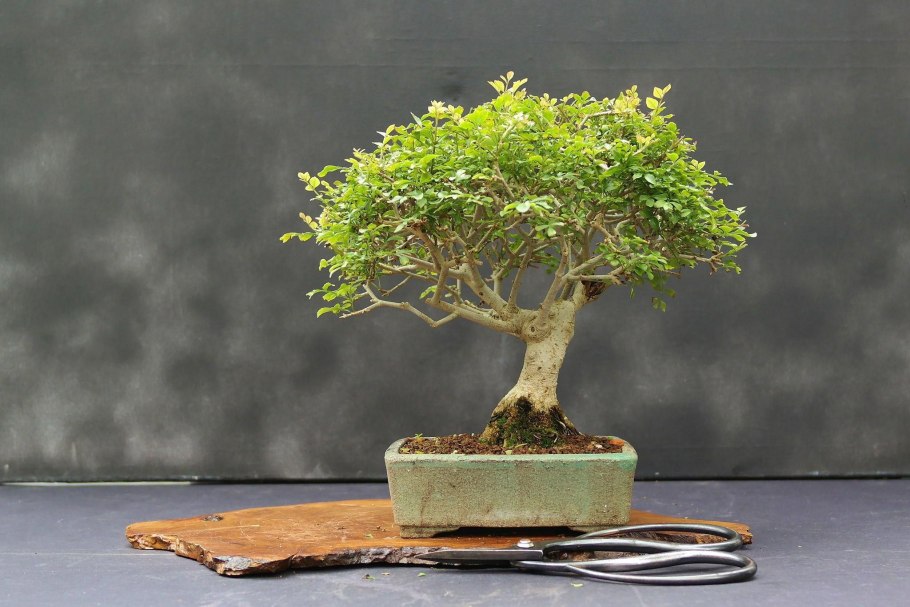 Chrosia Bonsai speciosa