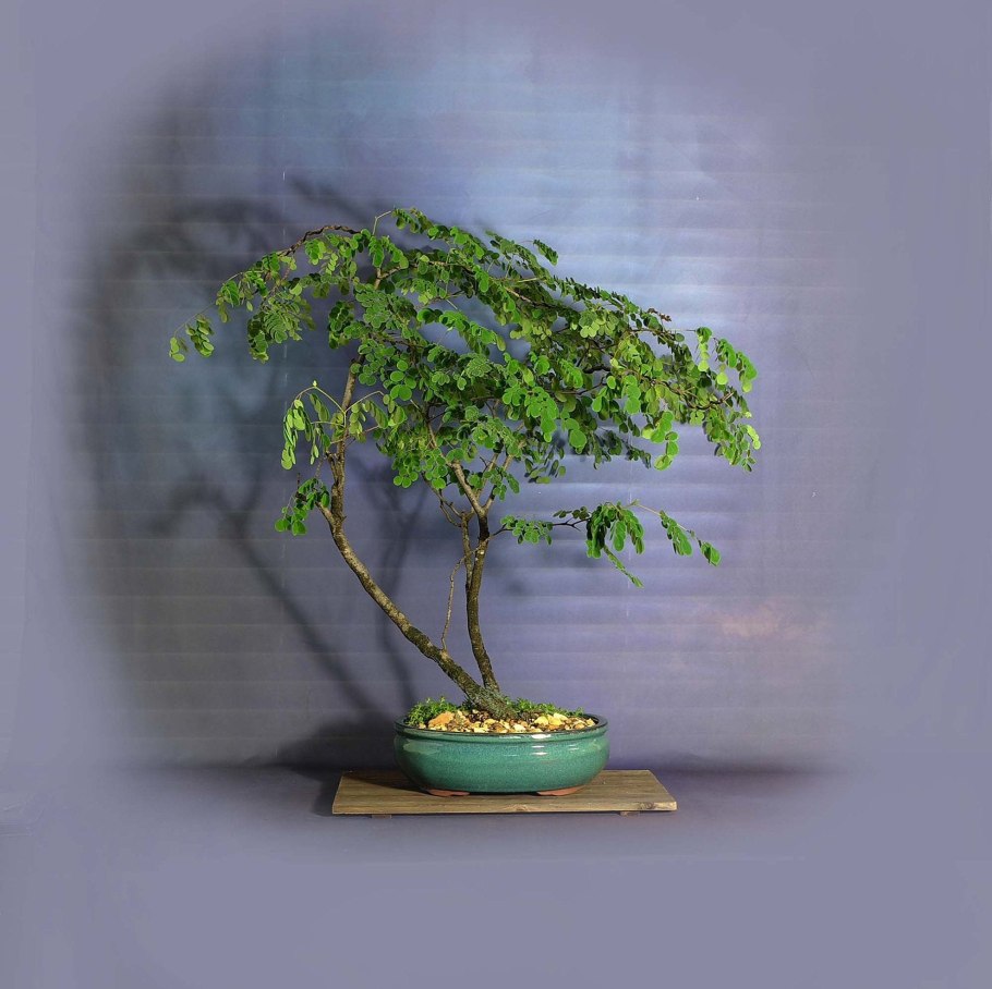 Каштан дерево бонсай