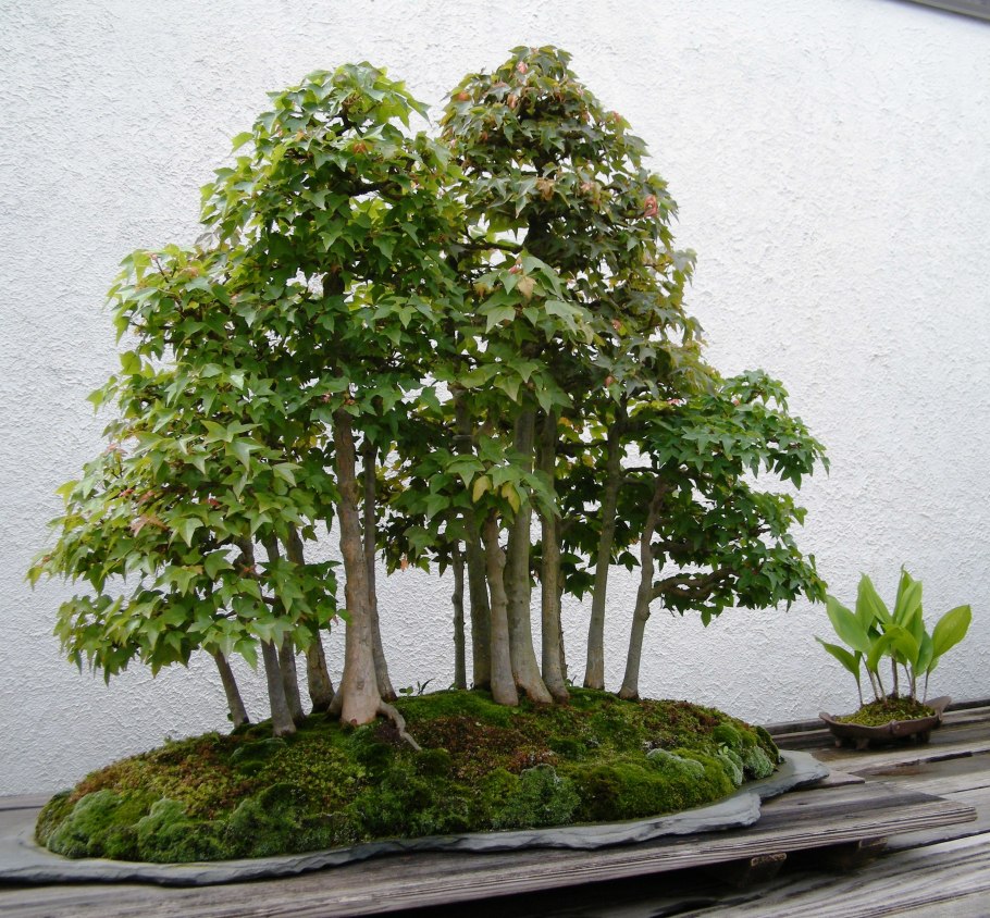 Бонсай каштан