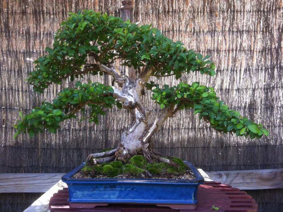 Бонсай каштан