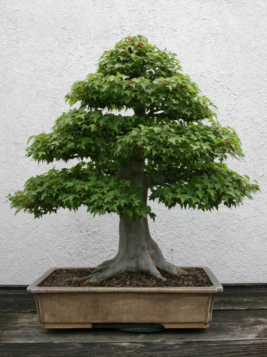 Бонсай Исидзуки