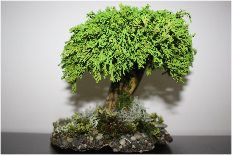 Метасеквойя бонсай