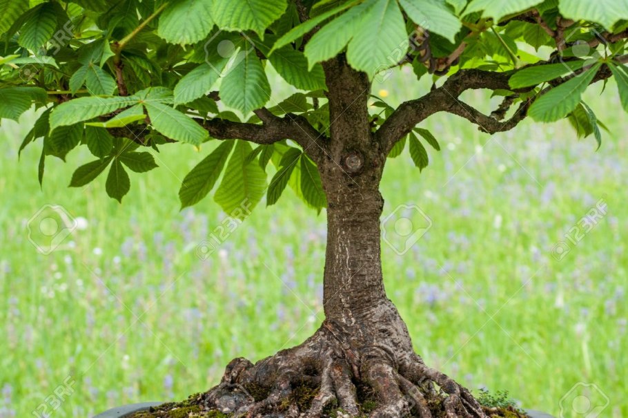 Бонсай в интерьере