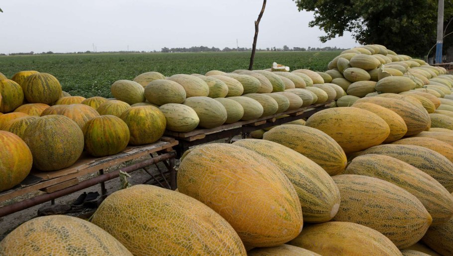 Гибрид кукурузы Гринлайф