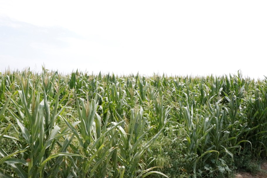 “Bukxara agroklaster DZZ”