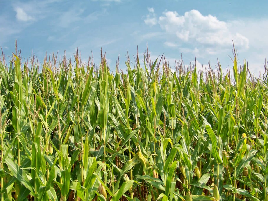 Люцерна Полевая