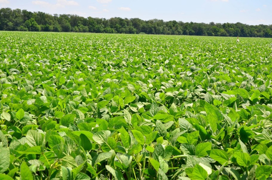 Дикоросы Алтая