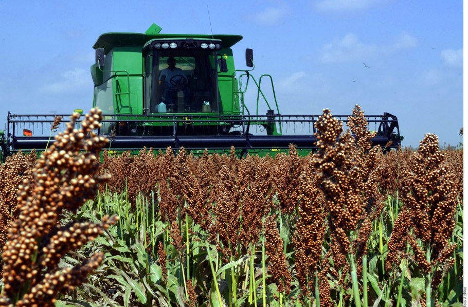 Люцерна сено