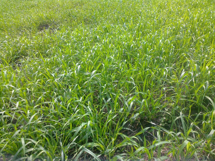 Кормовые травы для скота