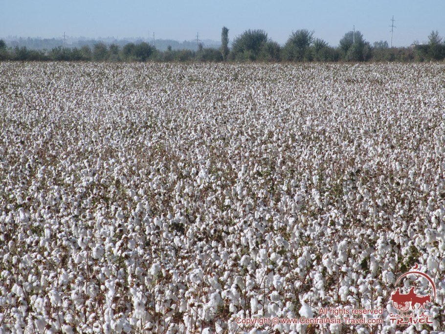 Гаолян сорго