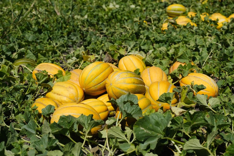 Силосная кукуруза