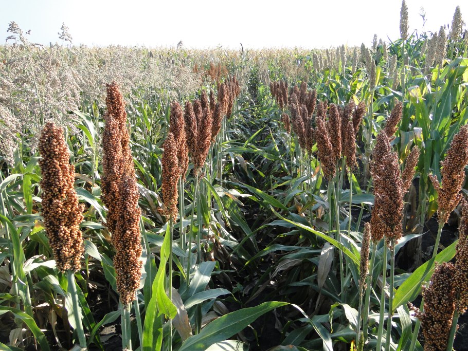 Люцерна изменчивая сорт Вега 87