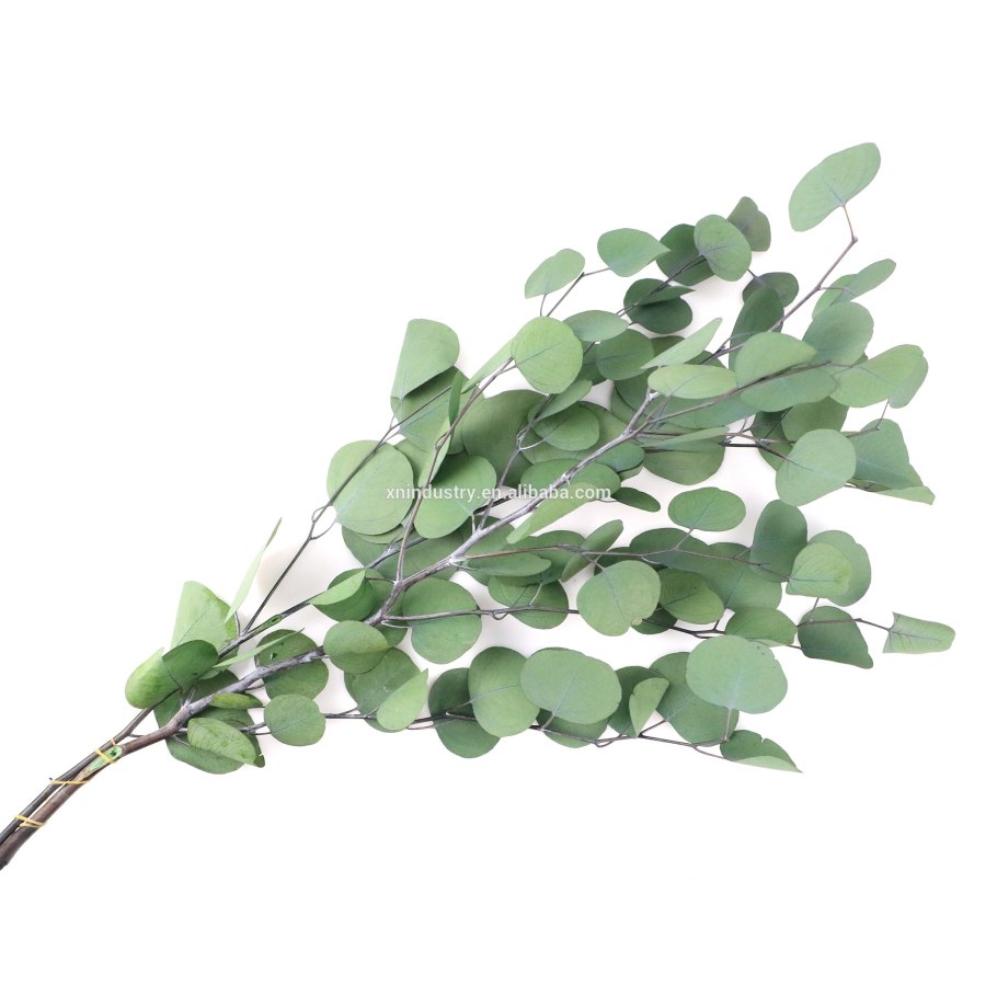 Eucalyptus parvifolia