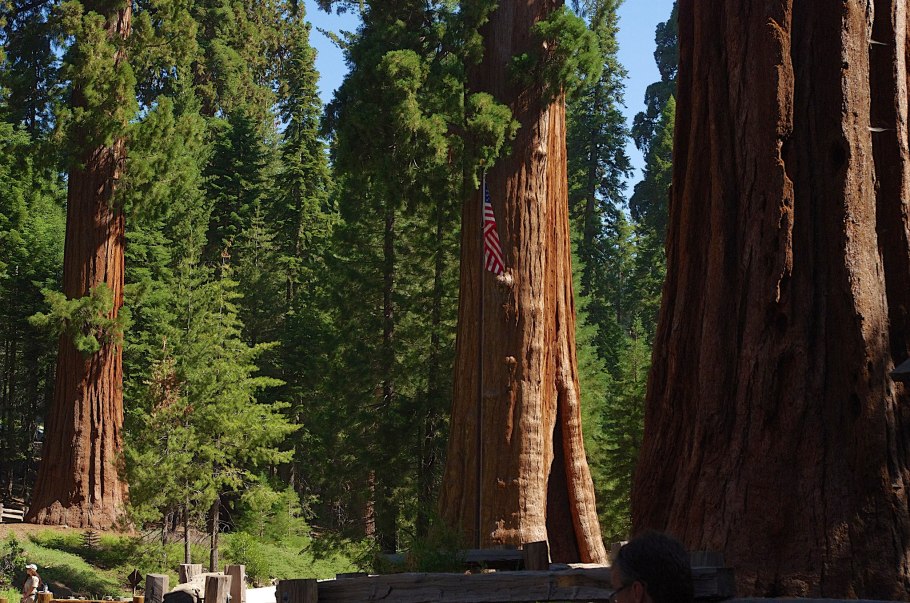 Южная Америка деревья Секвойя