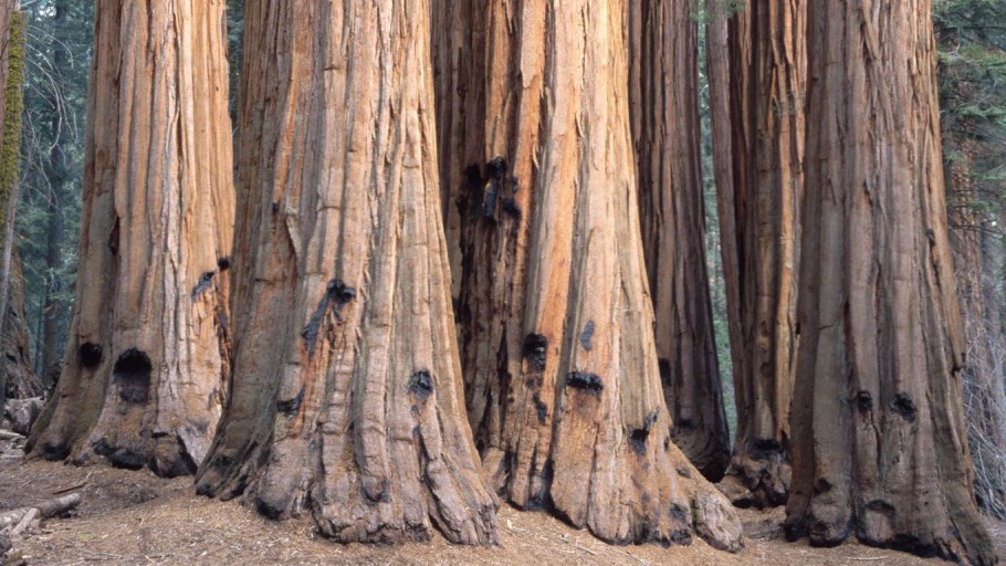 Красный кедр дерево