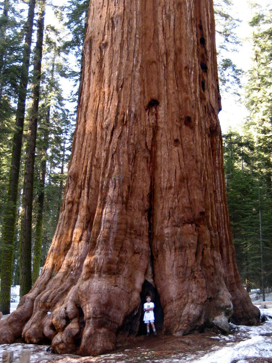 California giant Redwood Trees
