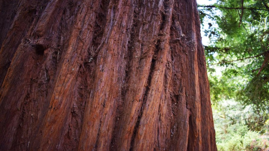 Махагони дерево срез