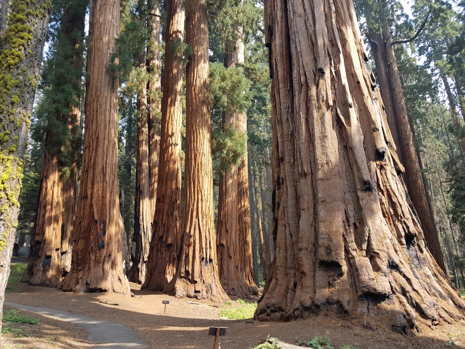 Йосемити национальный парк секвойи