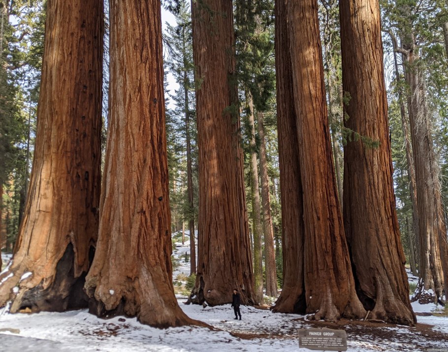 Секвойя дерево древесина спил
