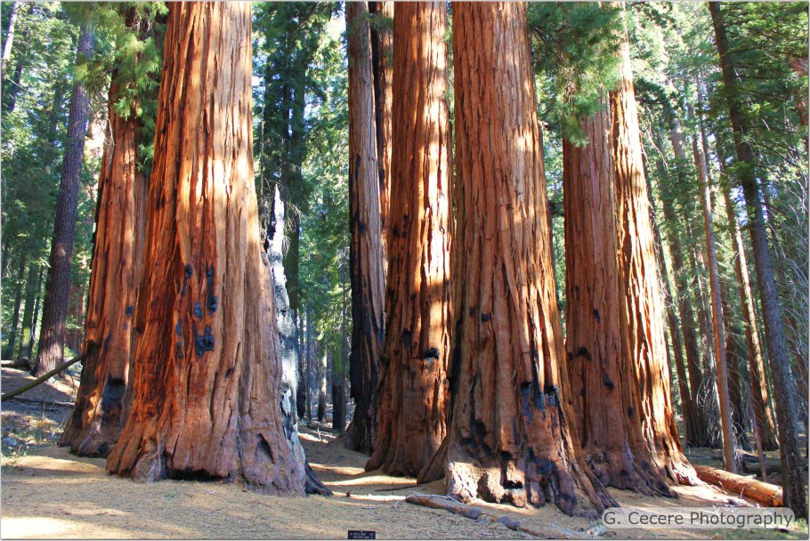 Ятоба дерево в природе