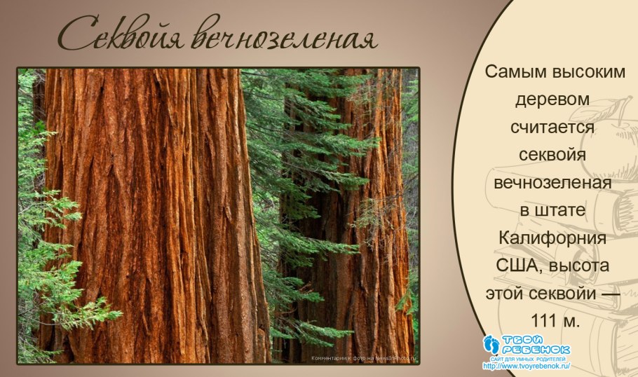 Карагач вяз спил