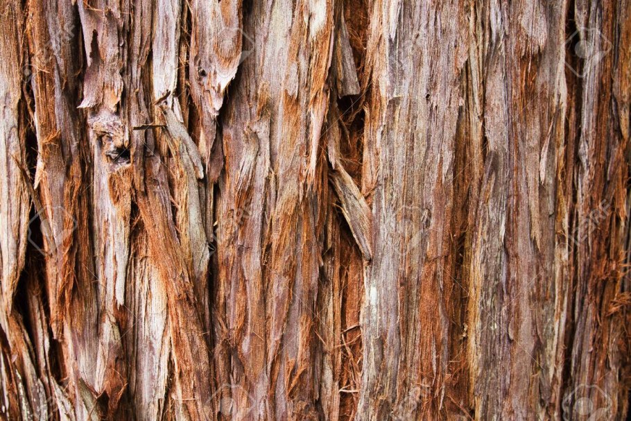 Секвойядендрон гигантский