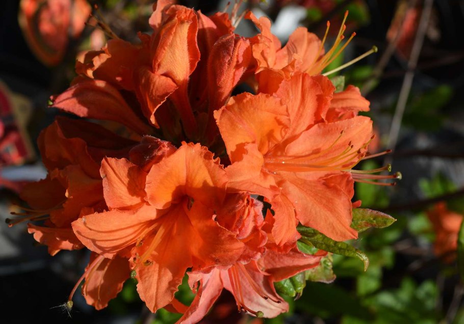 Рододендрон мандарин Лайтс