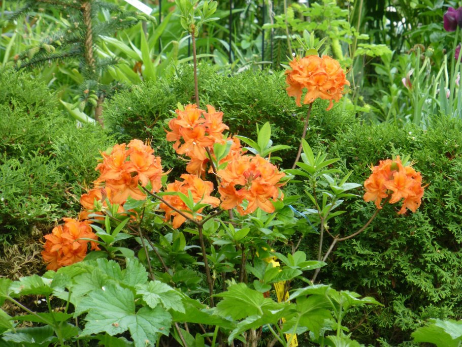 Рододендрон мандарин Лайтс