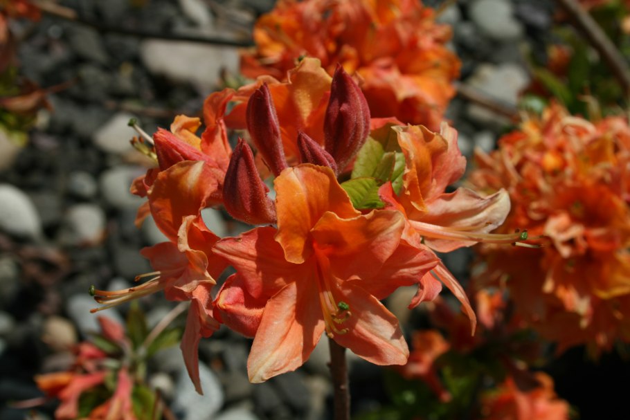 Азалия Аллотрия