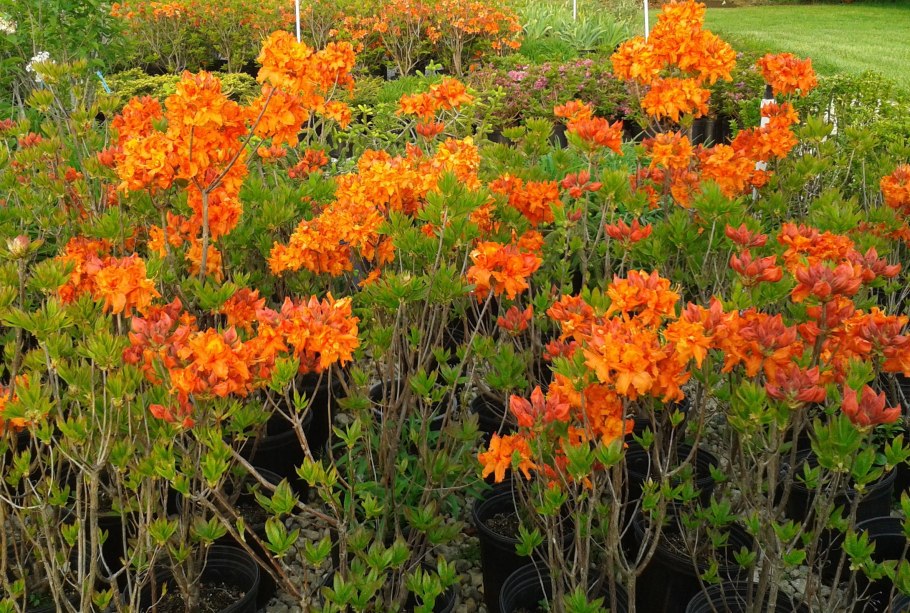 Рододендрон листопадный мандарин