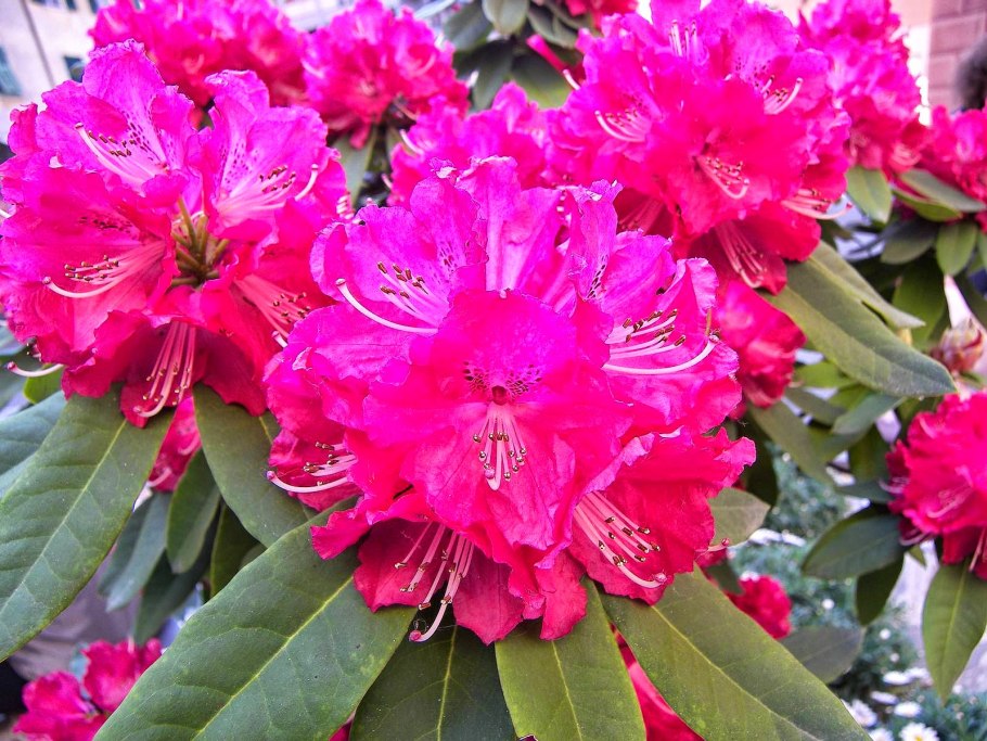 Northern Lights Azalea Hybrids