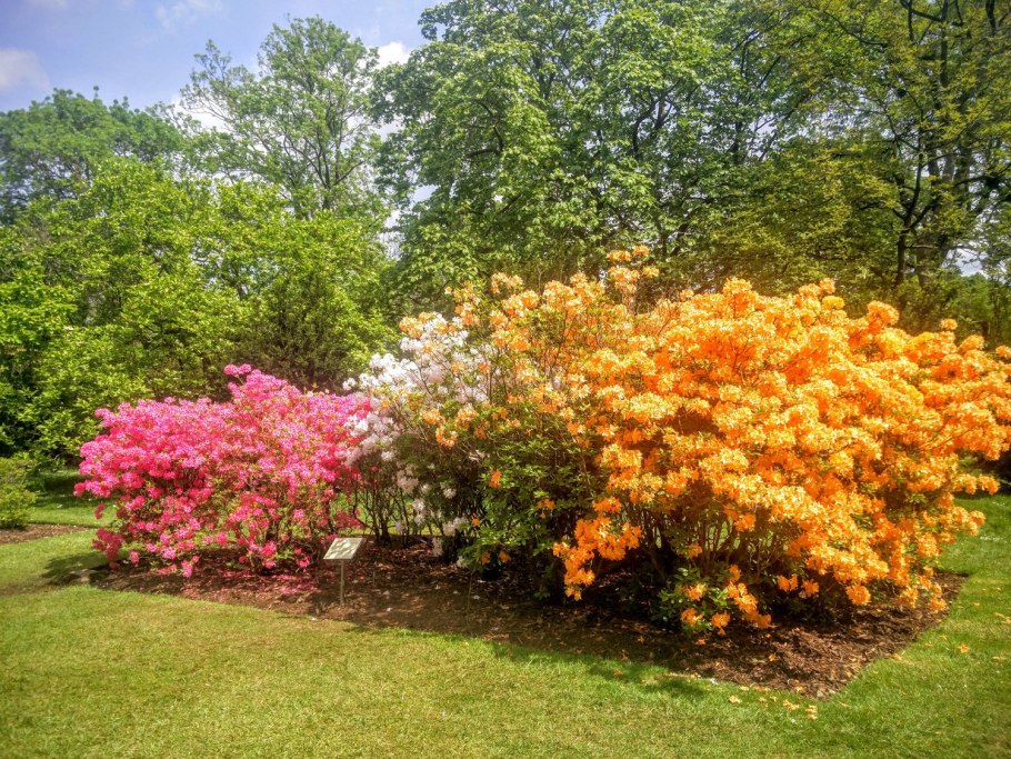 Рододендрон Rosy Lights