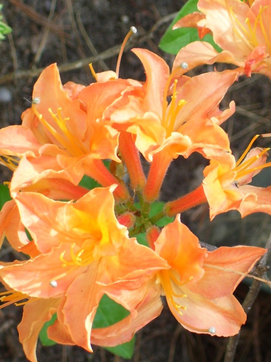 Азалия японская мандарин Лайтс описание