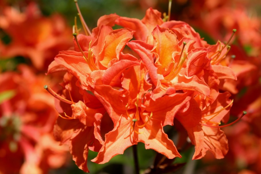 Азалия японская мандарин Лайтс