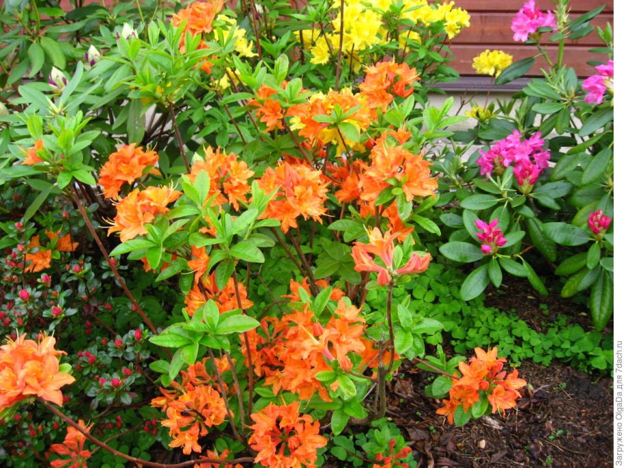 Азалия НЭП-Хилл Голден Лайтс