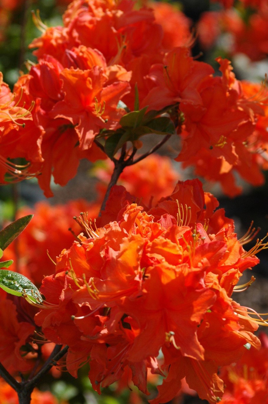 Рододендрон мандарин Лайтс