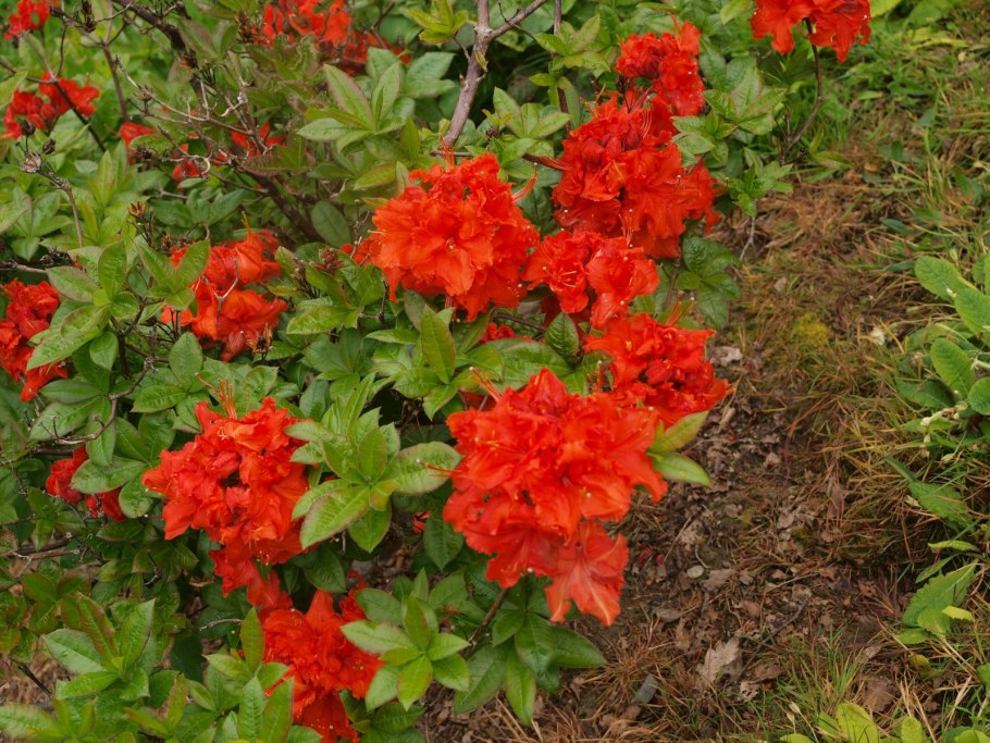 Азалия Листопадная Голден Лайтс