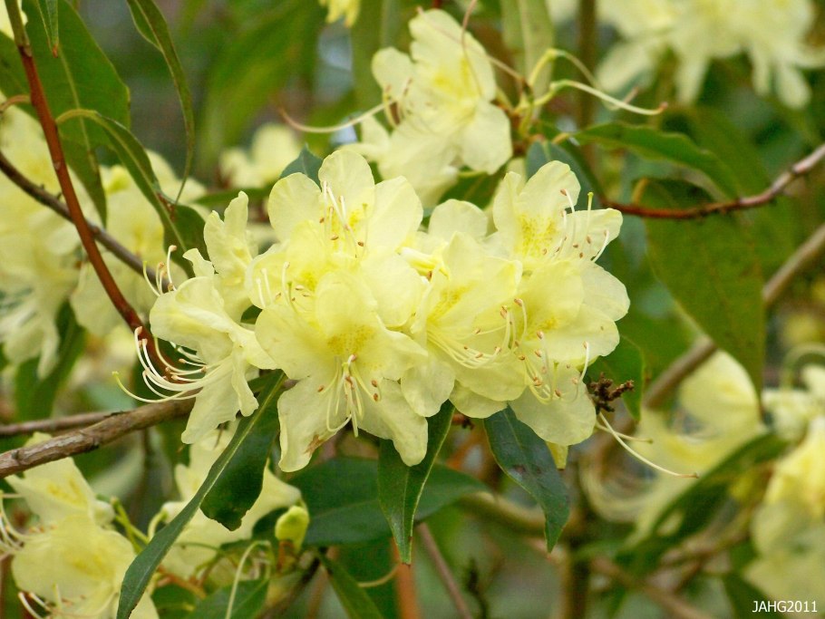 Азалия крупноцветковая Gibraltar