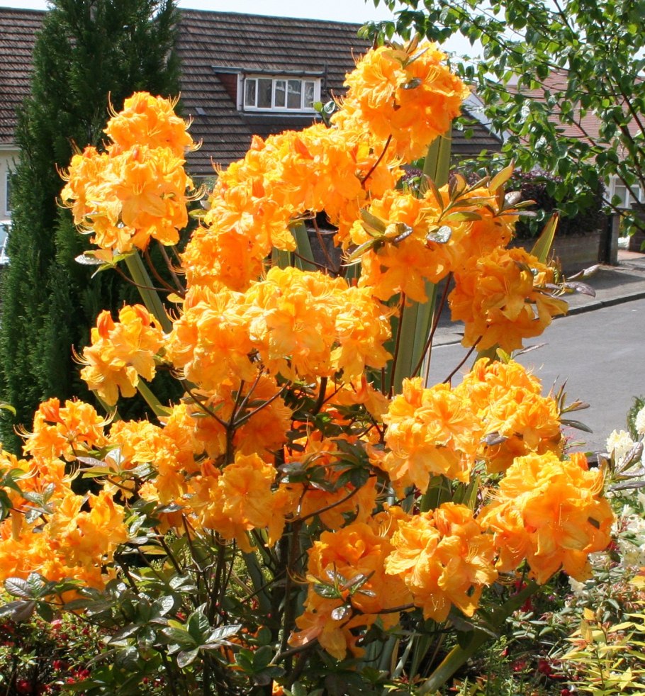 Рододендрон Таррагона