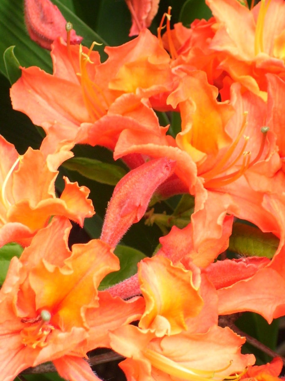 Рододендрон мандарин Лайтс