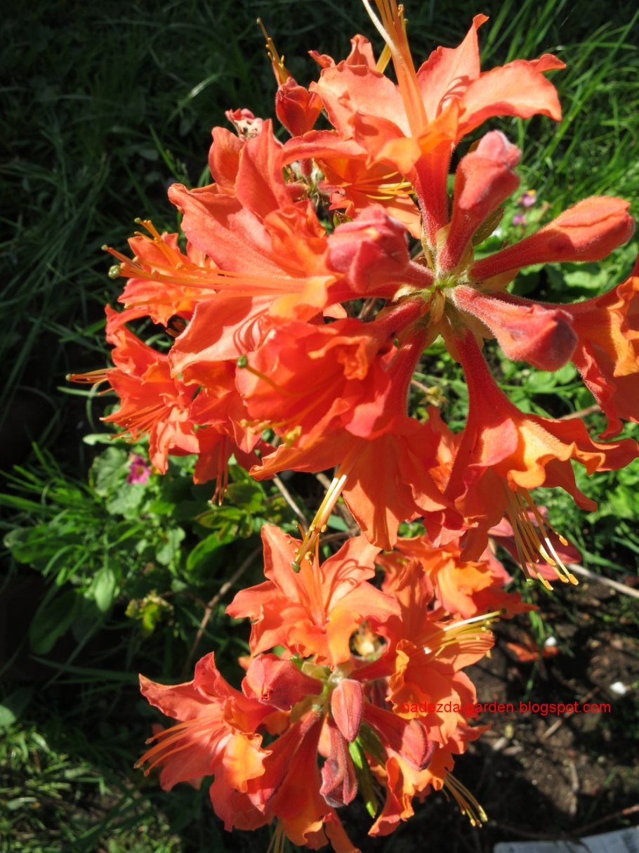 Рододендрон Ноферн Хай Лайтс