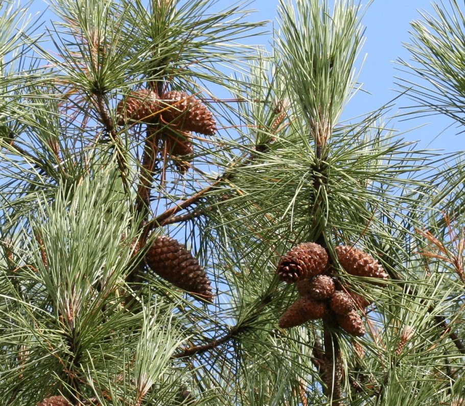 Сосна Крымская (Палласа) Pinus pallasiana