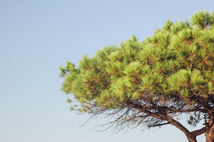Pinus nigra Крымская сосна